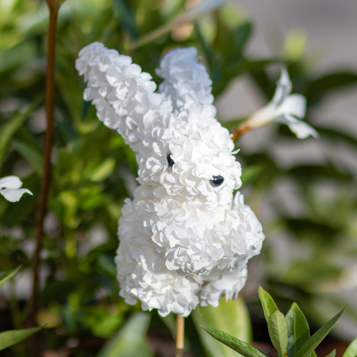 Hydrangea Bunny Pick