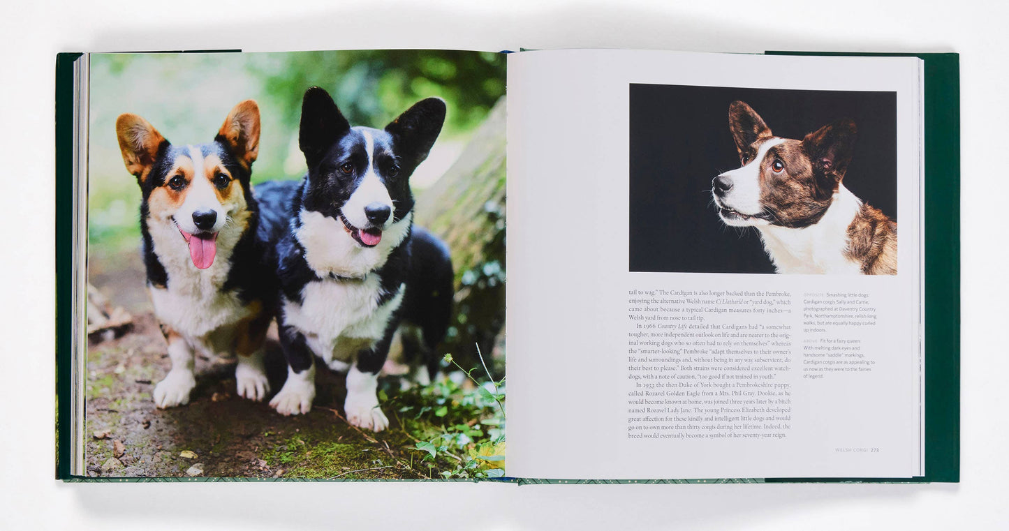 Country Life's Book Of Dogs by Tony Allock