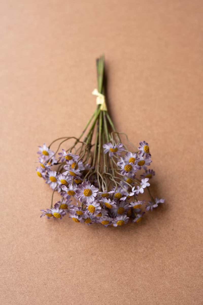 10" Chamomile Bundle of 6