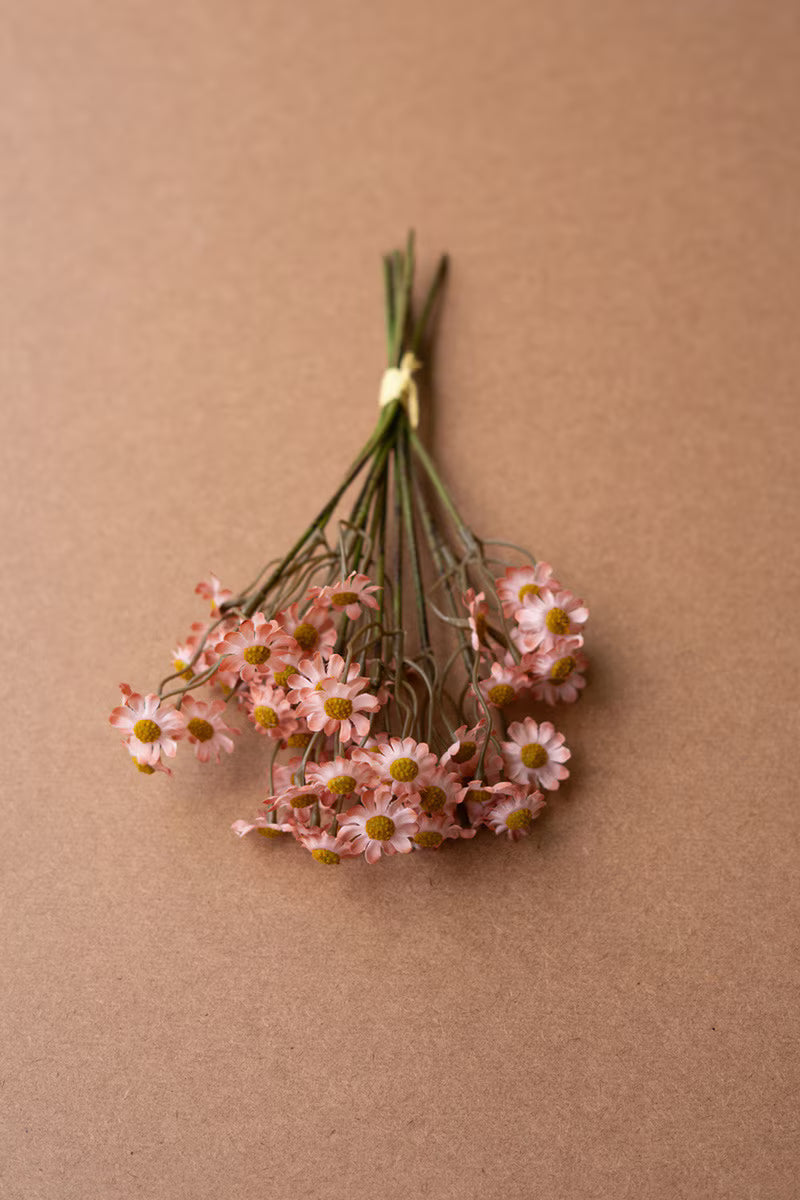 10" Chamomile Bundle of 6