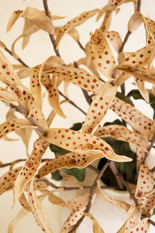 36" Polka Dot Botanical