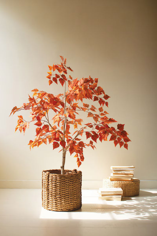 55" Autumn Birch Tree