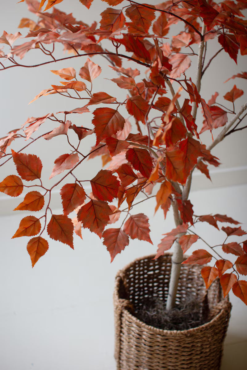 55" Autumn Birch Tree