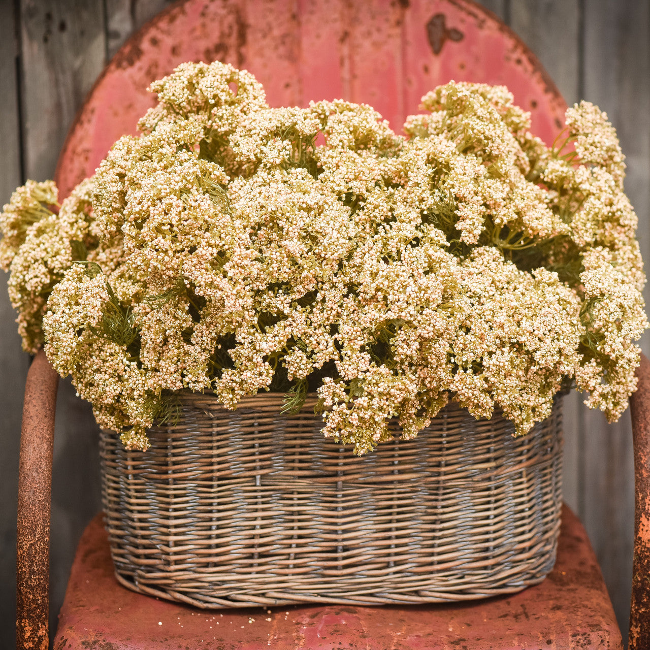 16" Cream Queen Anne Lace Bush