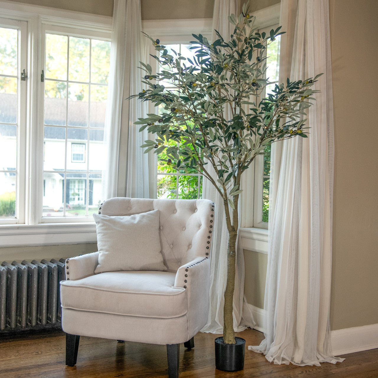6' Olive Tree in Black Pot