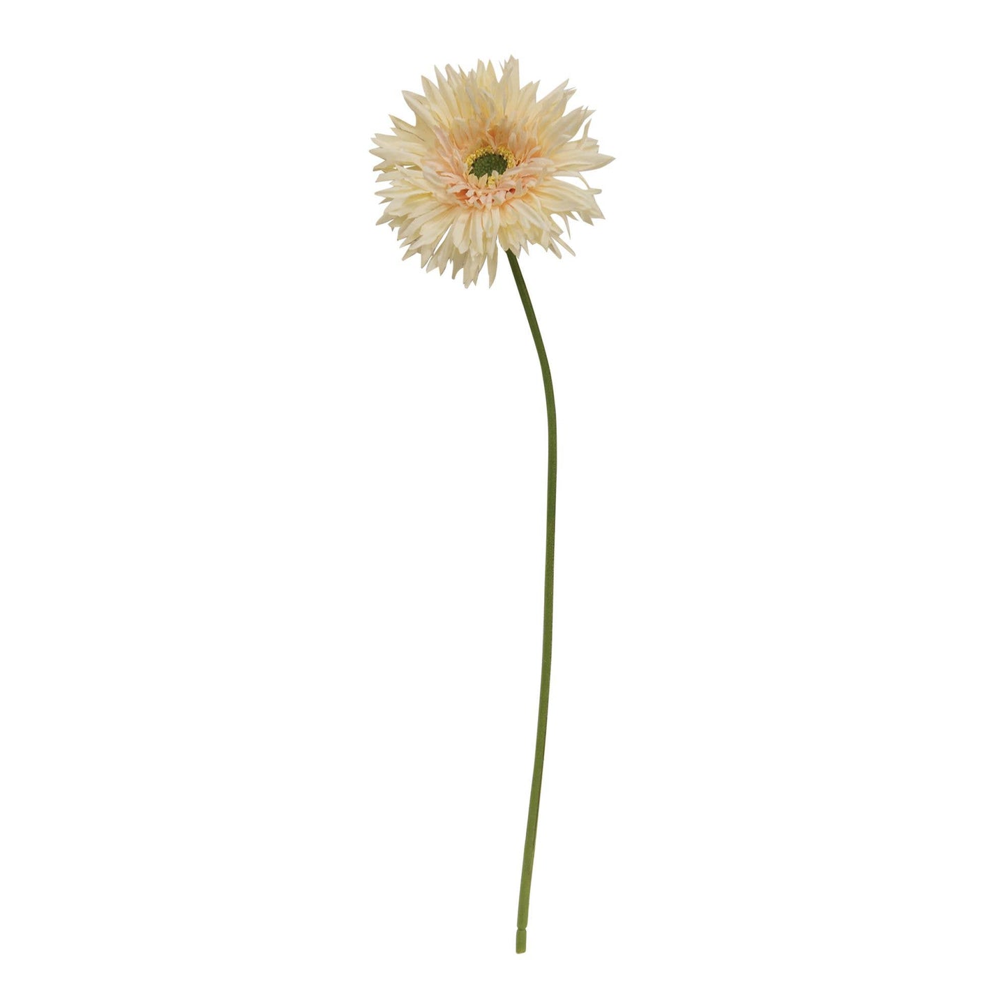 Gerber Daisy Stem