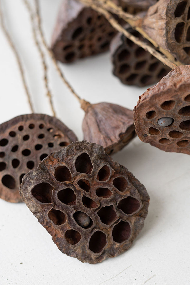 Lotus Pods Bundle
