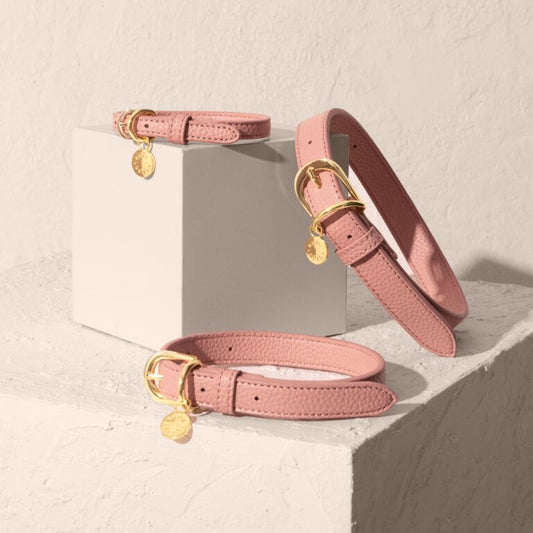 Dog Collar