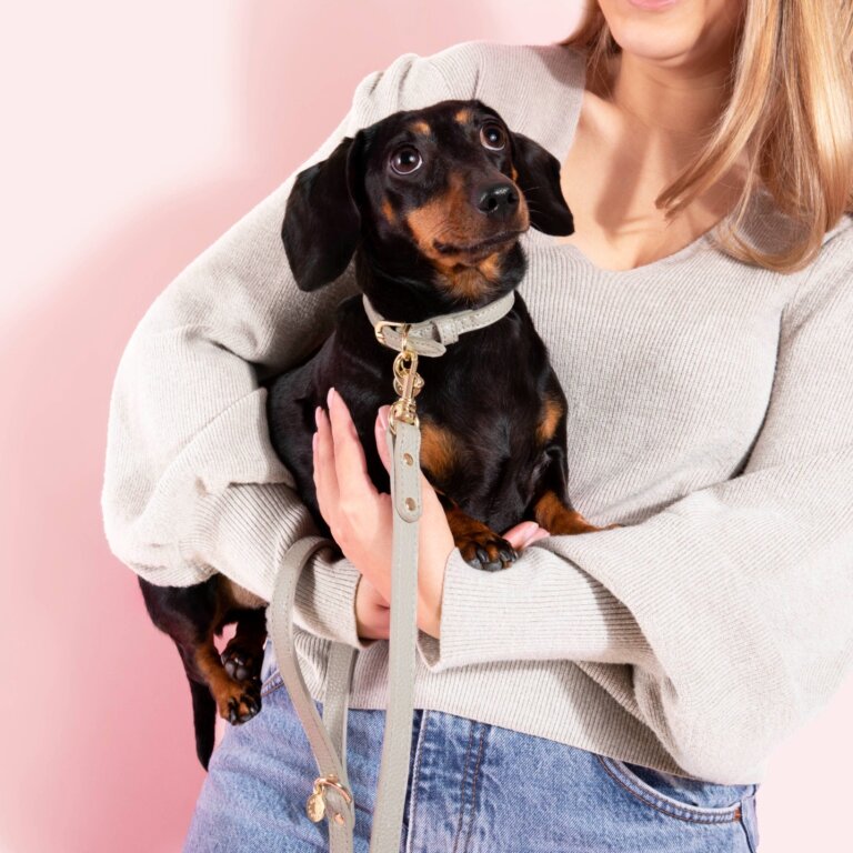 Dog Collar