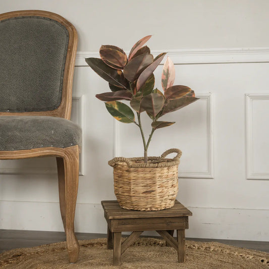 25" Magnolia Leaf tree