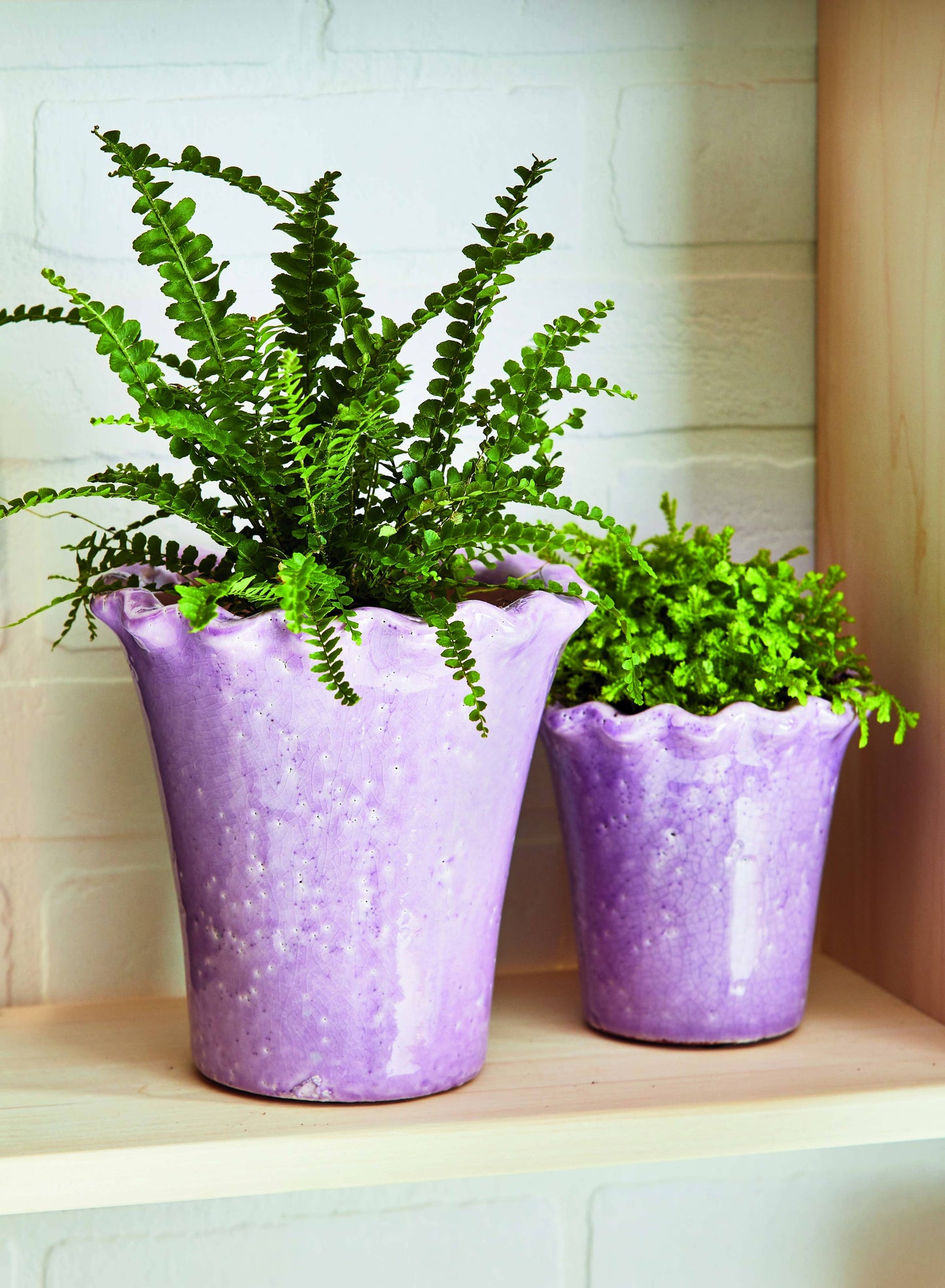 Large Lavender Ruffle Rim Planter