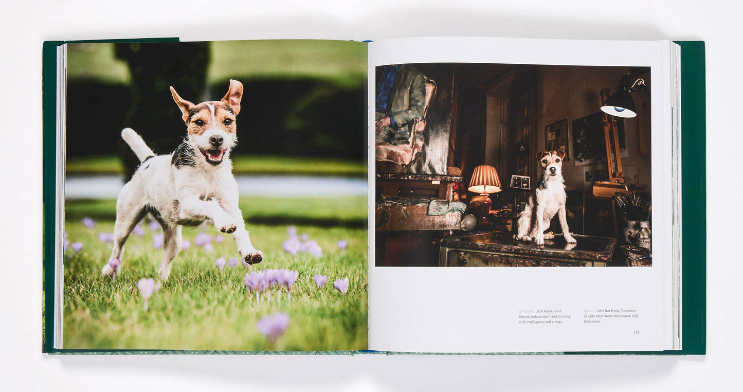 Country Life's Book Of Dogs by Tony Allock
