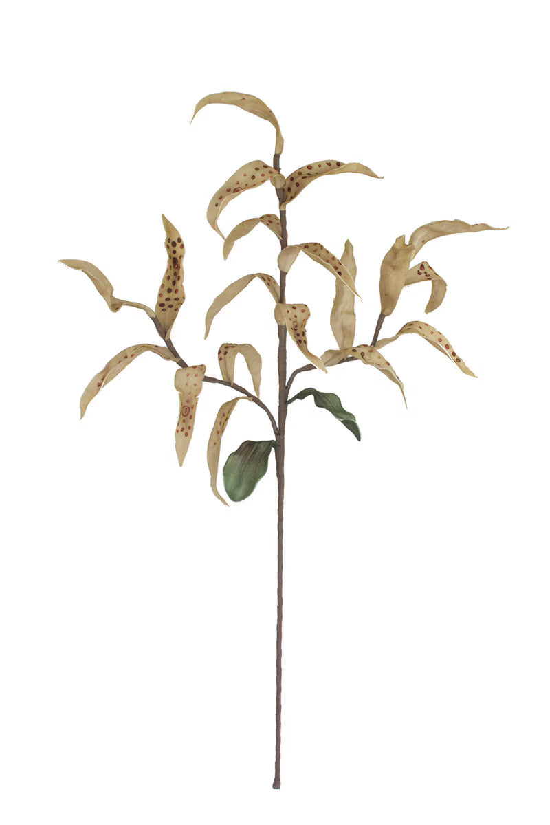 36" Polka Dot Botanical