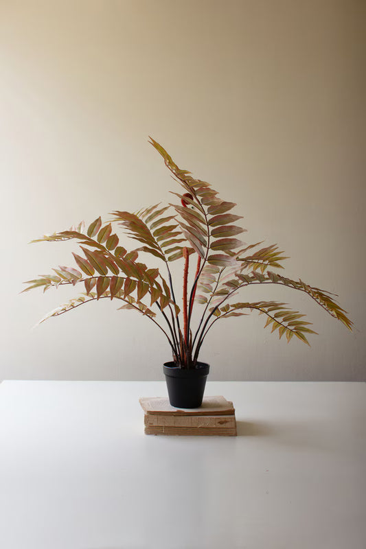 Potted Yellow Fern