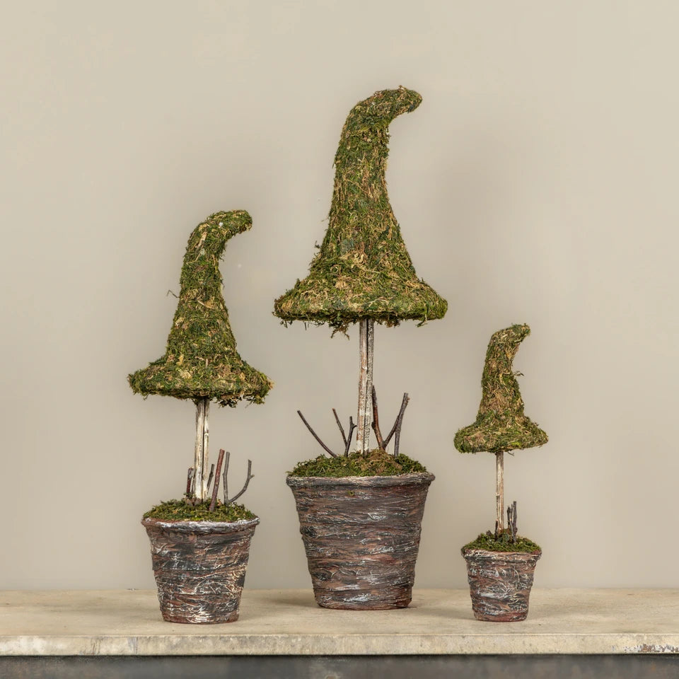 Potted Moss Witch's Hat