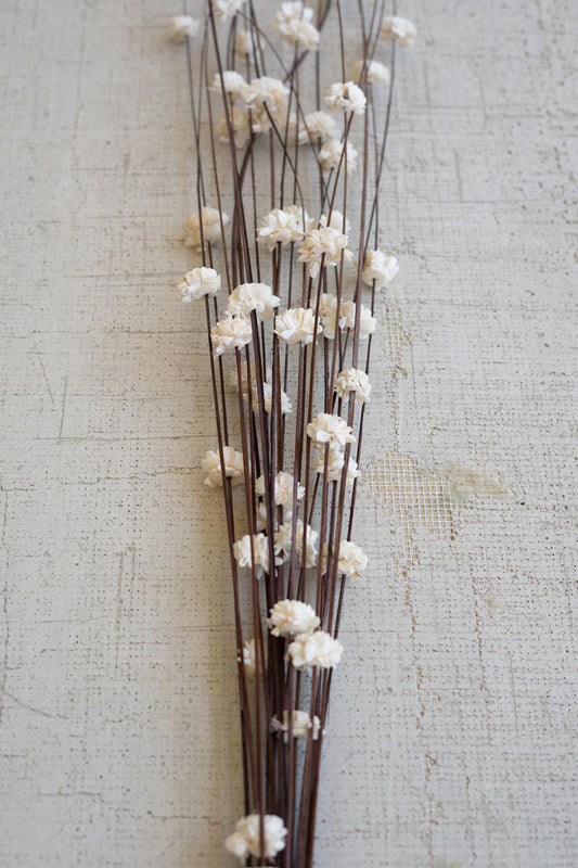 Sola Bells on Ting Ting Stems