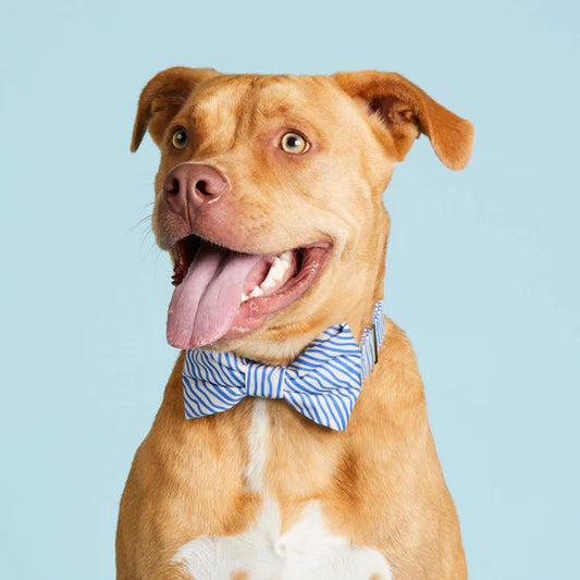 Blue Waves Dog Bow Tie