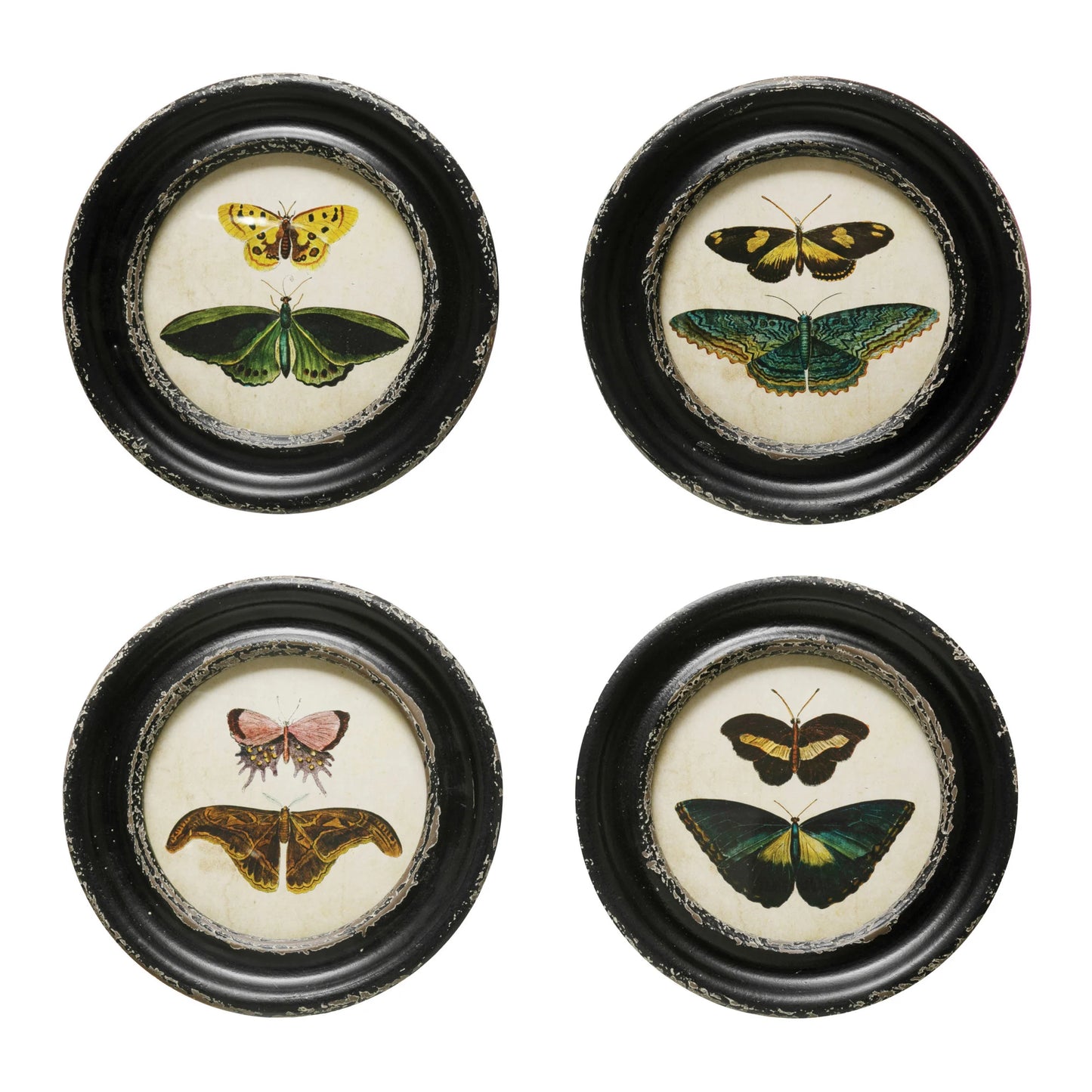 Vintage Moth & Butterflies Picture Frame
