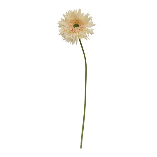 Gerber Daisy Stem