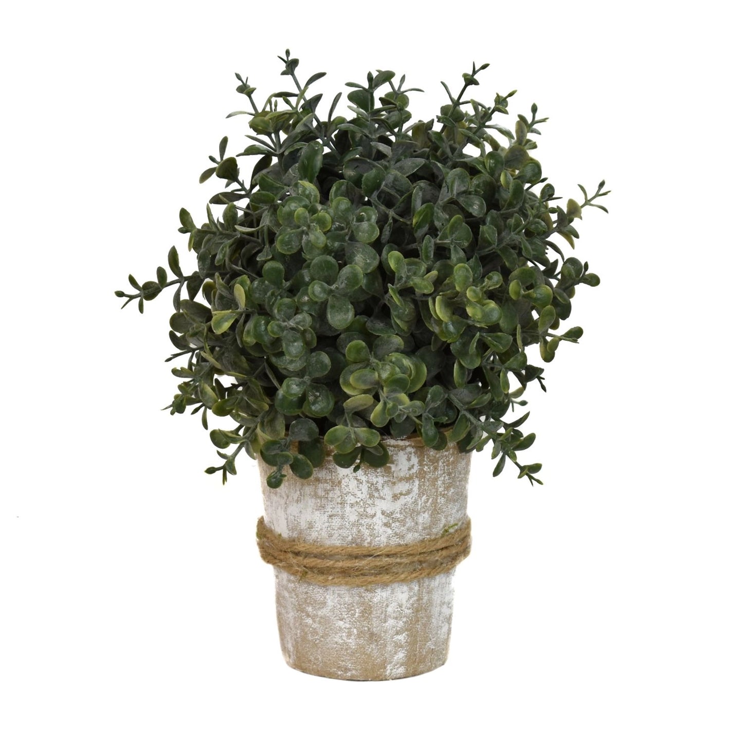 8.5” Tea Leaf Ball Potted Topiary