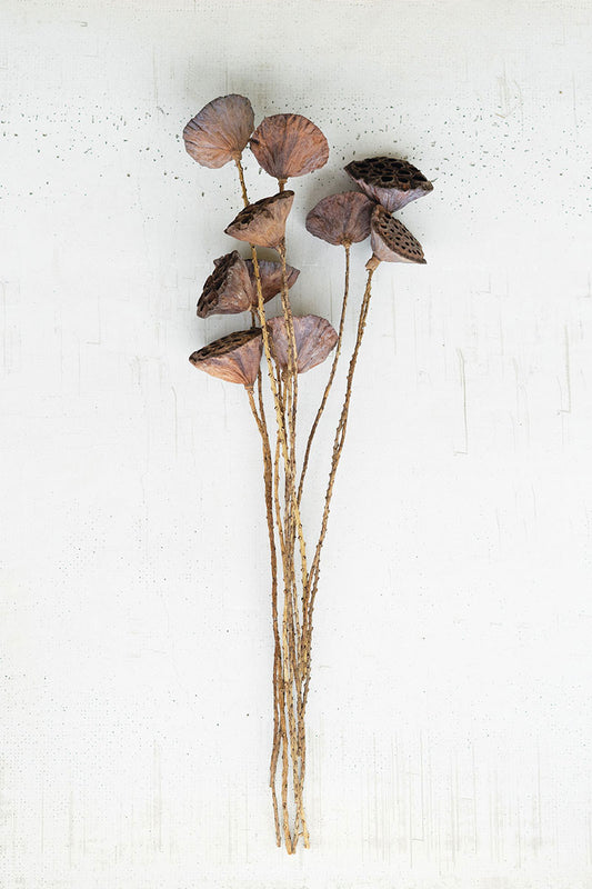 Lotus Pods Bundle